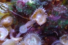 marine-starfish-serpent-on-live-rock-002