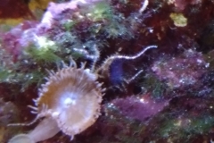 marine-starfish-serpent-on-live-rock-003