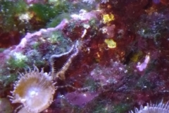 marine-starfish-serpent-on-live-rock-004